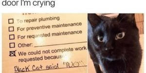 black cat does not approve