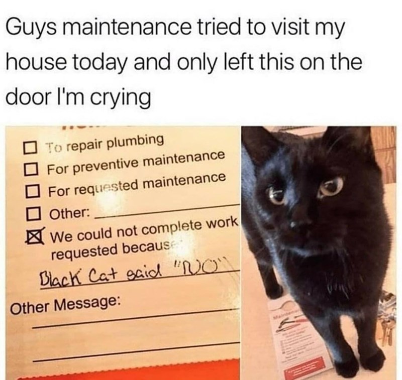 black cat does not approve