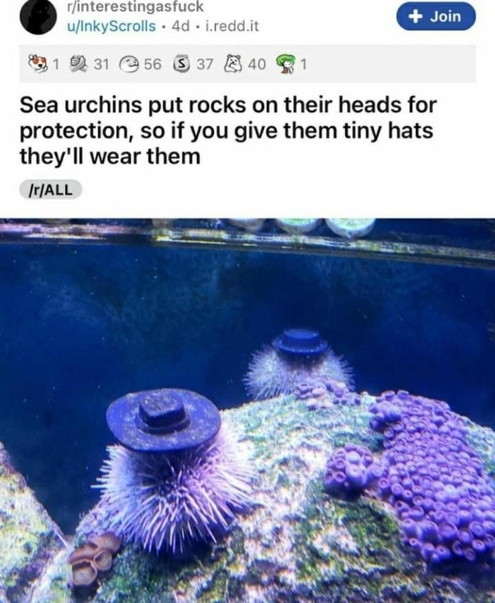 sea urchins are the super models of the sea