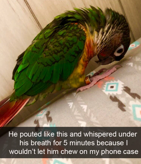 get a pet bird they said... it'll be fun they said...