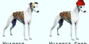 when a problem comes along, you must whippet