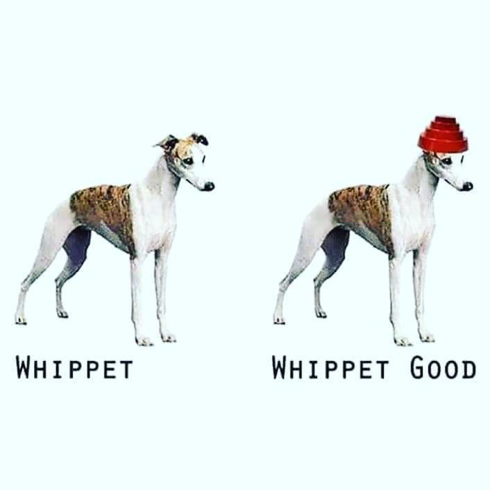 when a problem comes along, you must whippet
