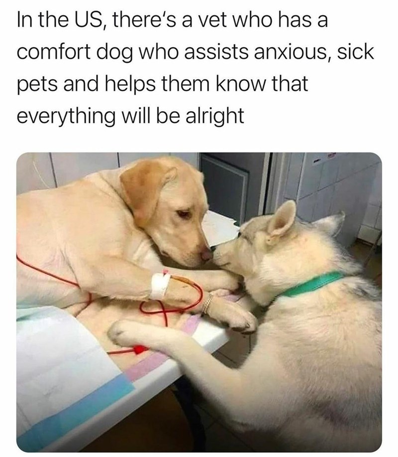 i dare your heart not to melt