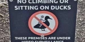 don’t sit on the ducks