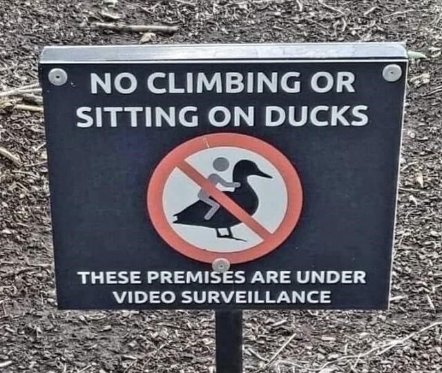 don't sit on the ducks