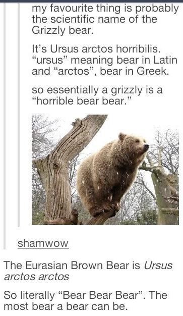 sounds fancy, just means bear in multiple ways