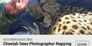 it’s cute until he wakes up and realizes there’s a cheetah with him