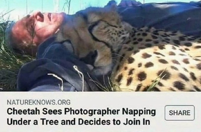 it's cute until he wakes up and realizes there's a cheetah with him