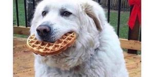 good boi needs syrup