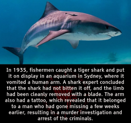 the shark was working for the cops