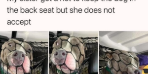 net not stop doggo