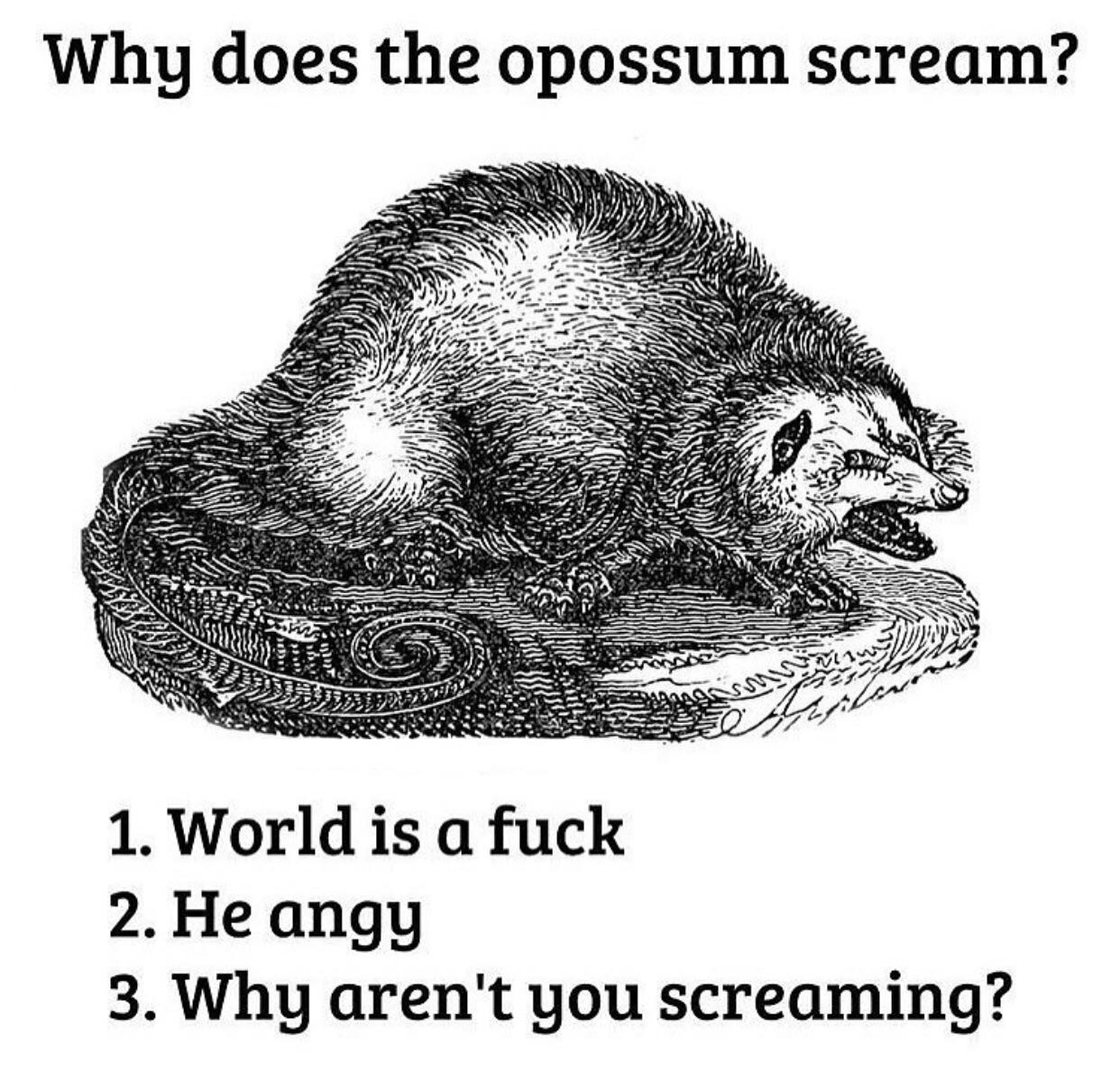 The Year of The Opossum