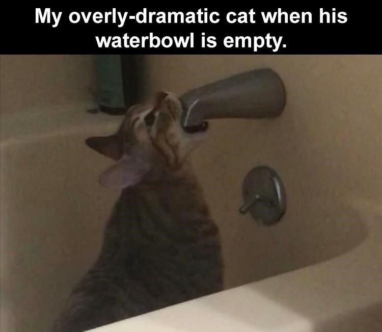water right meow!