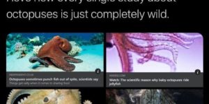 the life of an octopus is wild