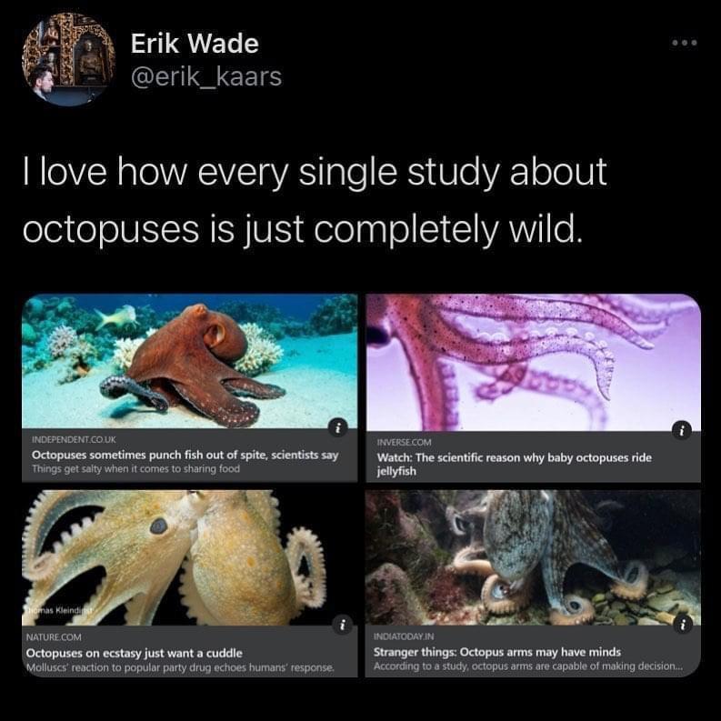 the life of an octopus is wild