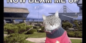 star trek: cats