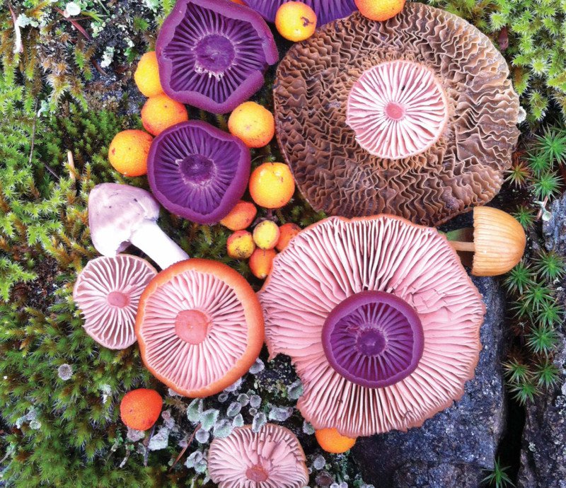 A very mushroom medley