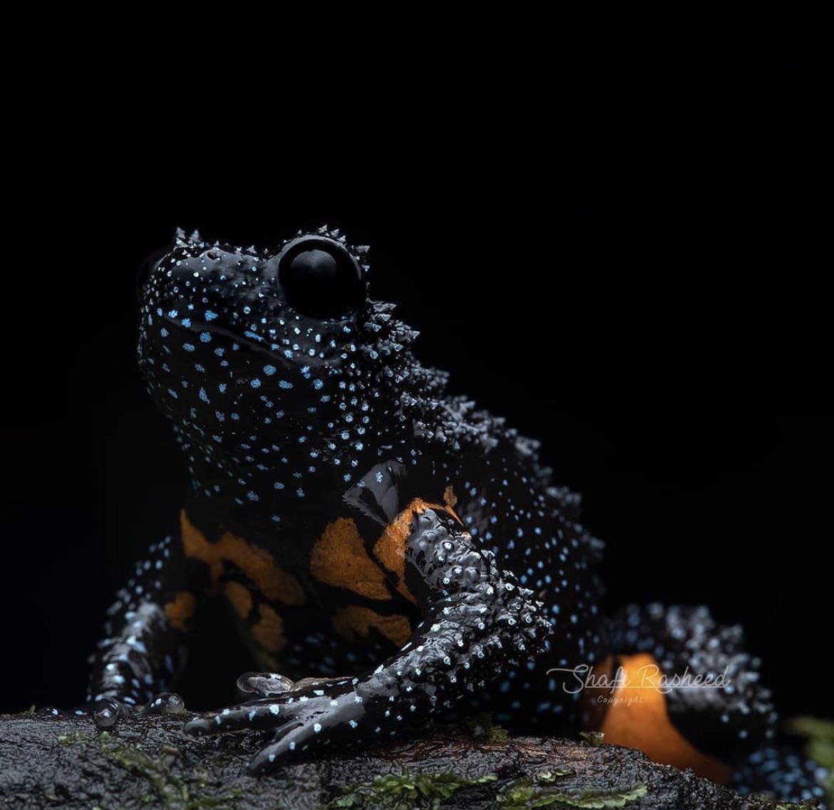 the galaxy frog is one of the most beautiful animals i've ever seen