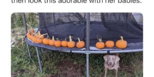 accidental pumpkin farmer