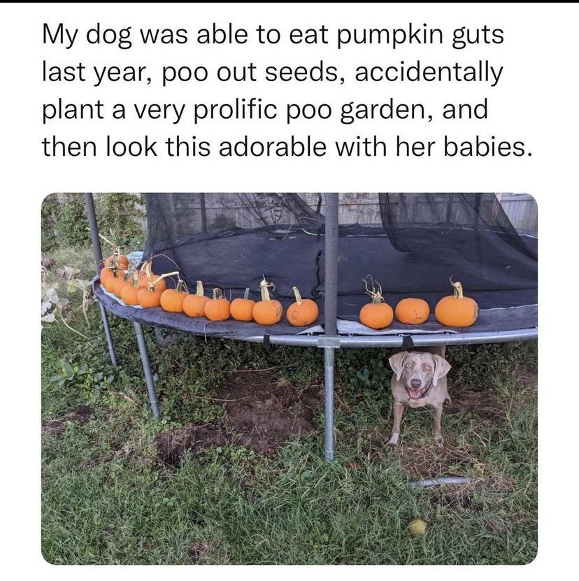 accidental pumpkin farmer