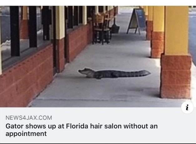 gator just needed a quick trim