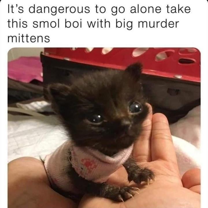 the name's mittens, murder mittens