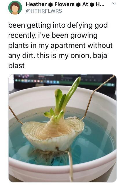 the onion of the gods