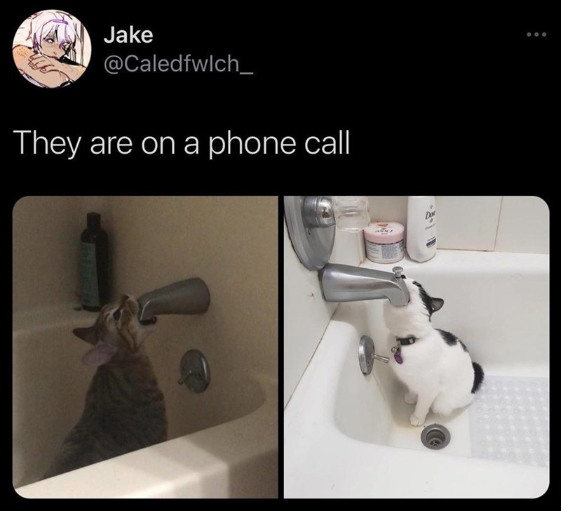 hello, this is cat