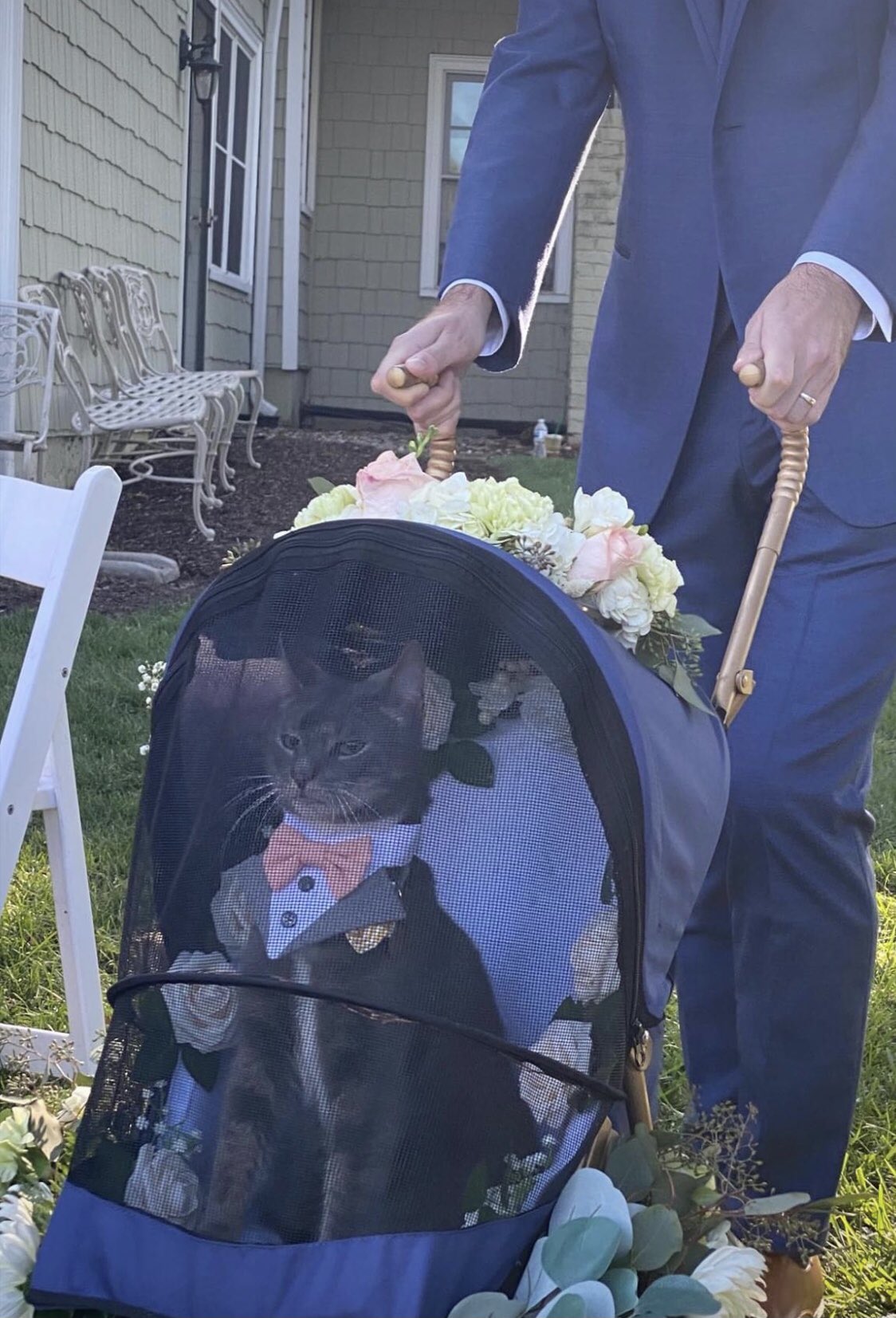 the proud look on that dapper cat's face. it knows how important it is