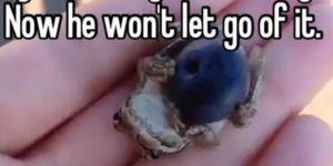 If you give a frog a blueberry…