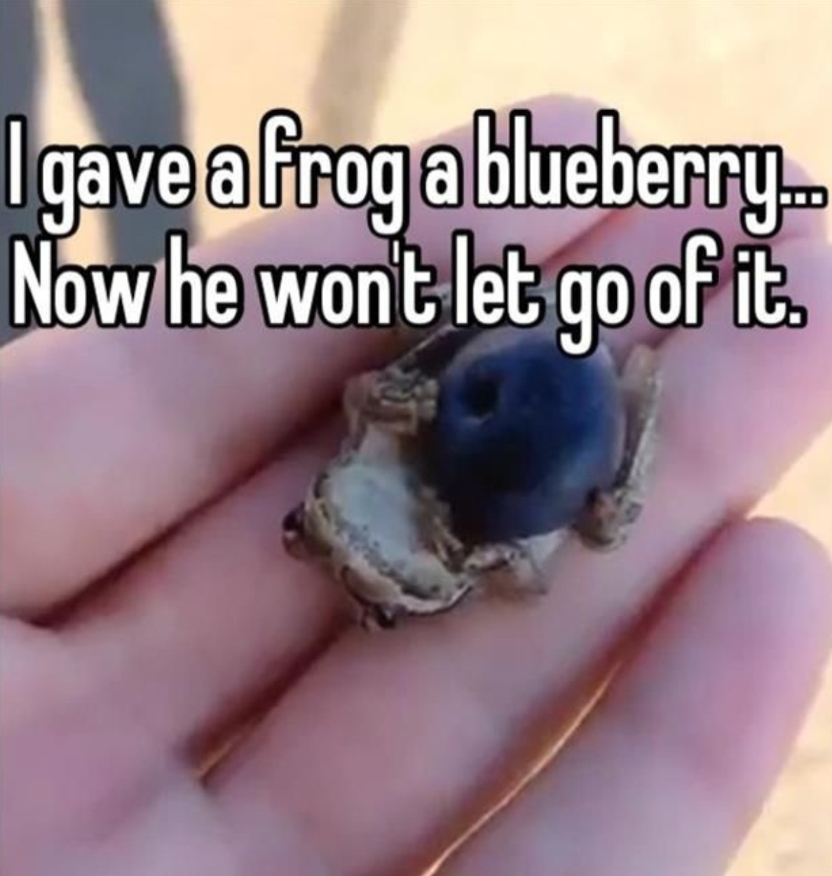 If you give a frog a blueberry...