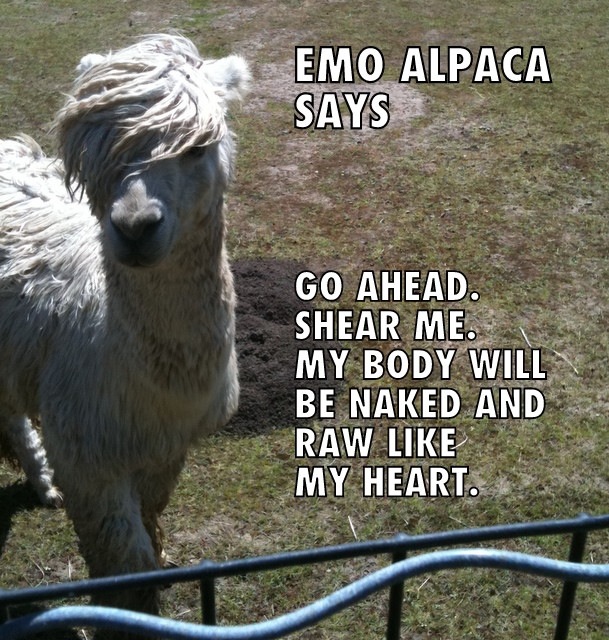 Emo alpaca is emo.