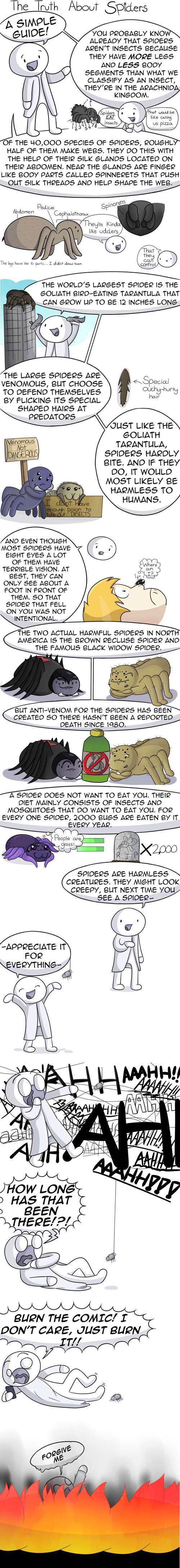 The TRUTH About Spiders
