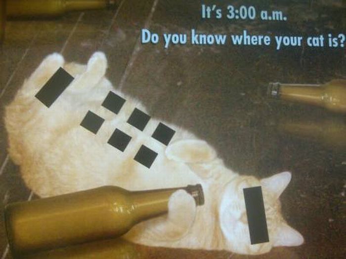Do you know where your cat is?