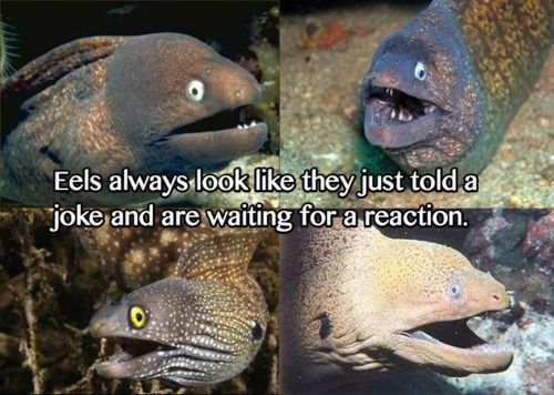 Did you hear the one about the eels...?