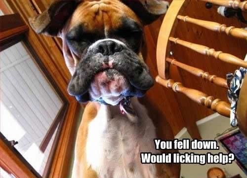 You fell down... would licking help?