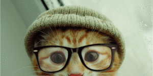 Hipster kitty.