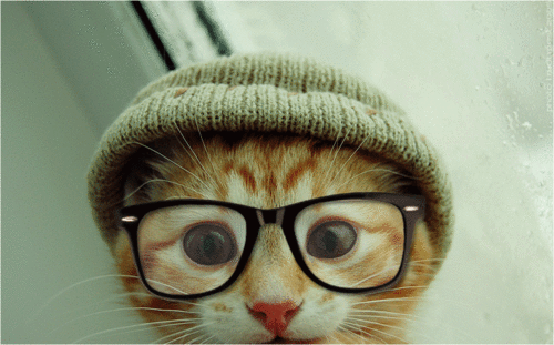 Hipster kitty.