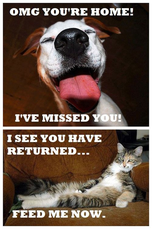 Dogs vs. Cats.