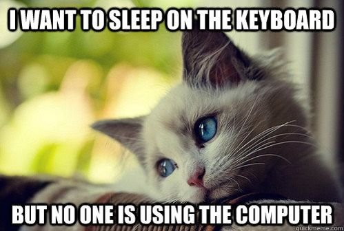 First world kitty problems.