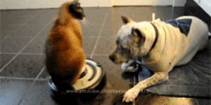 Roomba cat attacks!
