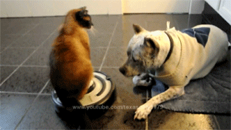 Roomba cat attacks!