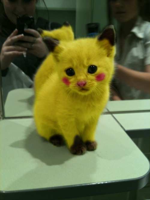 Pokekitteh.