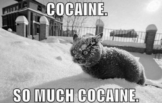 SO. MUCH. COCAINE.