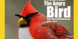 The Angry Bird.