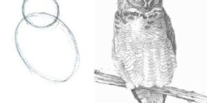 How to draw an owl.