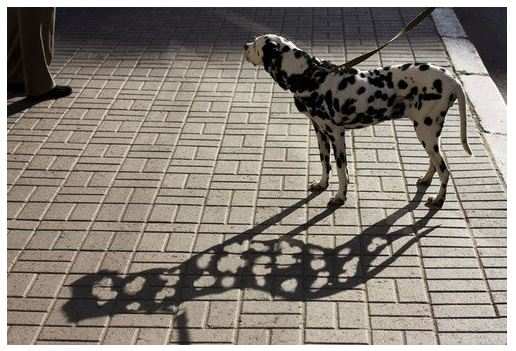 Holy Dalmatian.