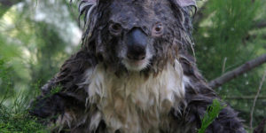 Koalas are much cuter when dry.