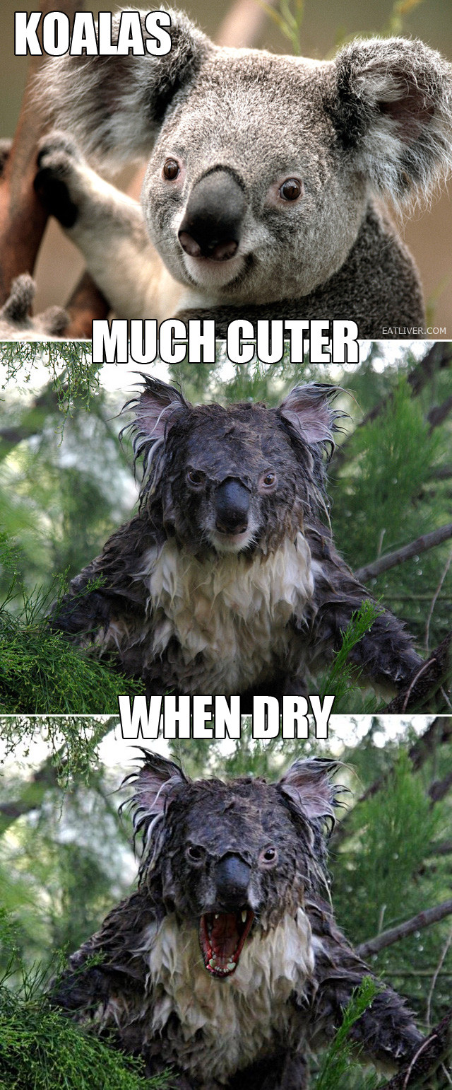 Koalas are much cuter when dry.