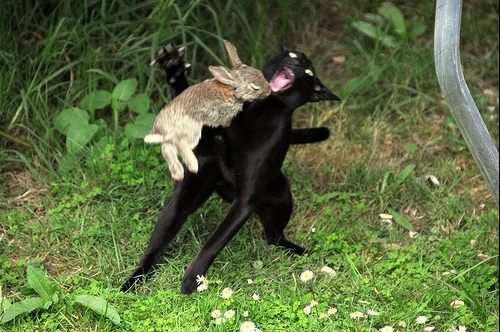 The Killer Rabbit of Caerbannog Strikes again...